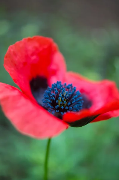 Kwiaty czerwone Maki — Zdjęcie stockowe