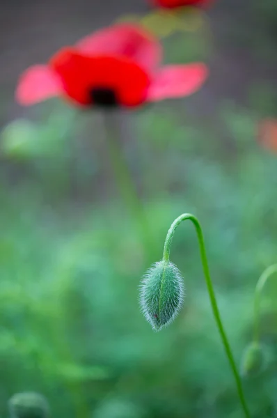 Röd vallmo blommor — Stockfoto