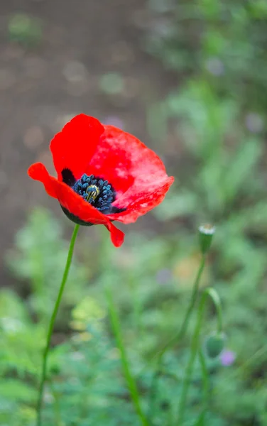 Röd vallmo blommor — Stockfoto