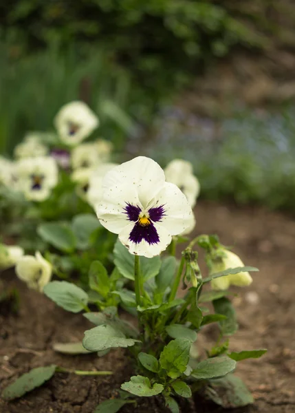 Dreifarbige Violen — Stockfoto