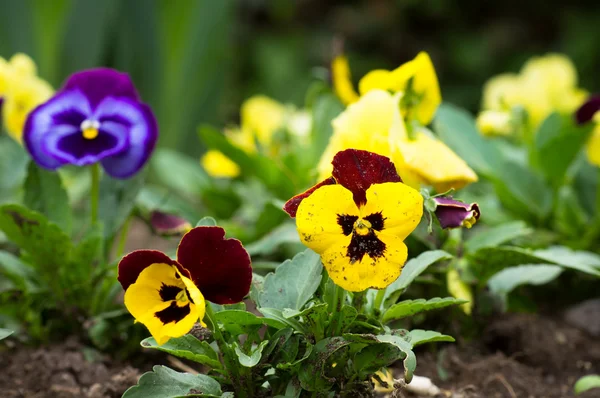 Viole tricolore — Foto Stock