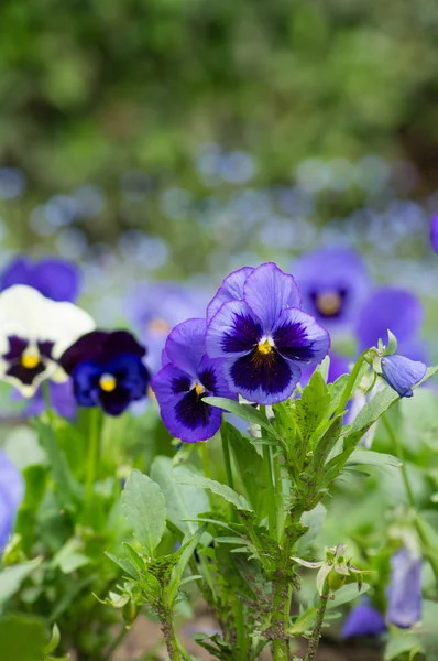 Tricolor violas — Stock Photo, Image