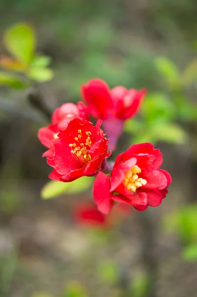 桃の花をつけた枝のクローズ アップ — ストック写真