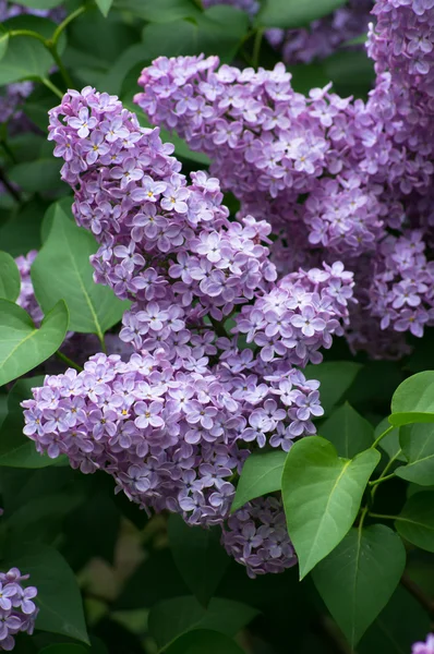 Gros plan de fleurs de Lilas — Photo