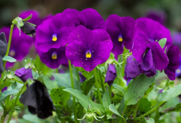 Tricolor violas Royalty Free Stock Photos