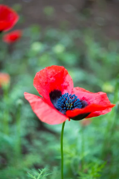 Red poppies flowers — Stock Photo, Image