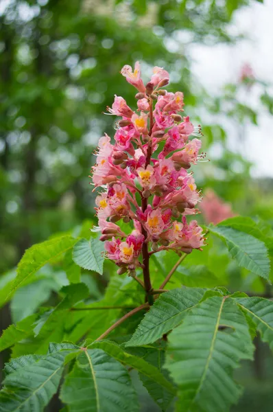 Fleurs de châtaignier — Photo