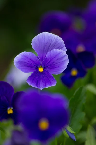 Trikolorní violy — Stock fotografie