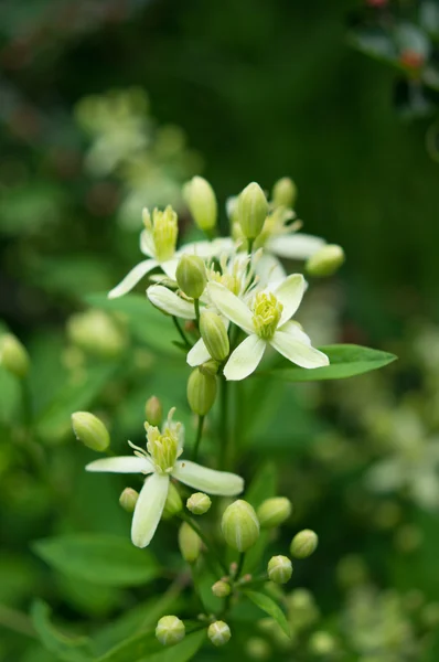 Primavera jardín florecimiento de la planta de jazmín — Foto de Stock