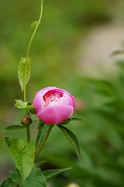 Flores de peónia — Fotografia de Stock