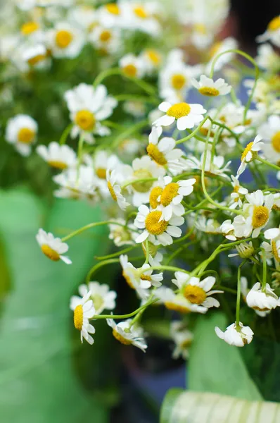 Fleurs de marguerite — Photo