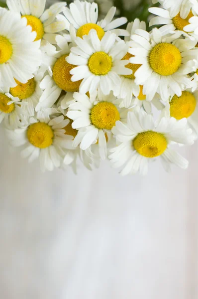 Flores Margarida — Fotografia de Stock