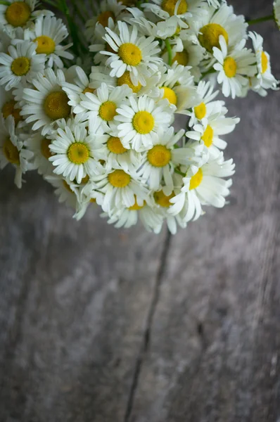 Daisy blommor — Stockfoto