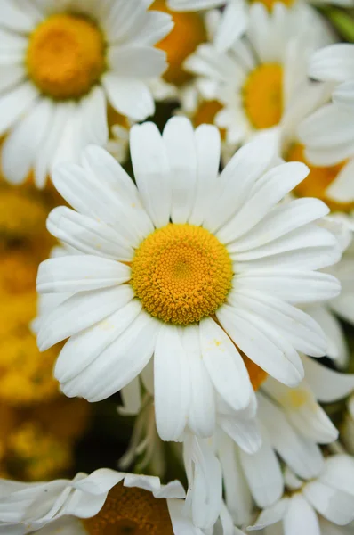 Fleurs de marguerite — Photo