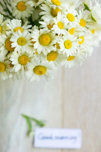 Flores Margarida — Fotografia de Stock