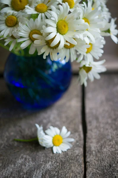 Daisy flowers — Stock Photo, Image