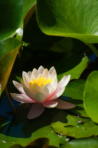 꽃과 연못 — 스톡 사진