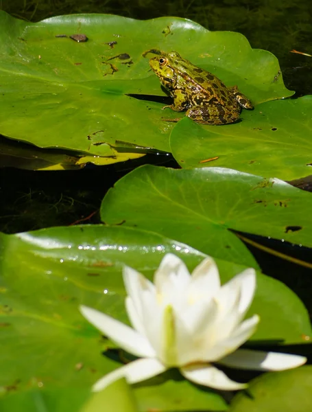 꽃과 연못 — 스톡 사진