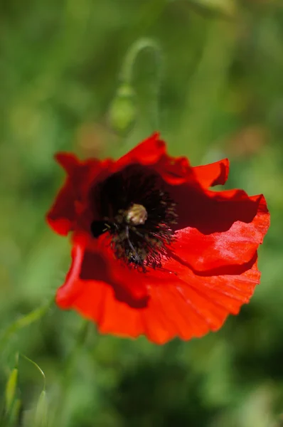 赤いケシの花 — ストック写真