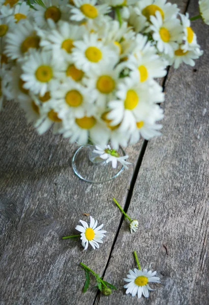 Daisy flowers — Stock Photo, Image