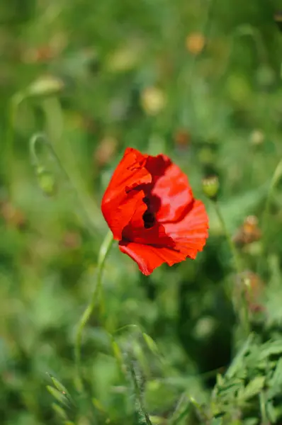 Rode papaver bloemen — Stockfoto