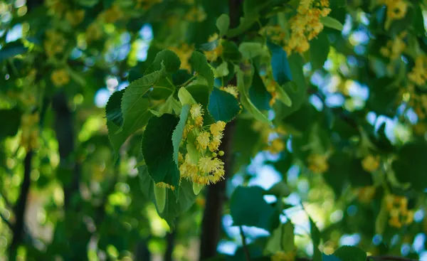 Linden tree — Stock Photo, Image