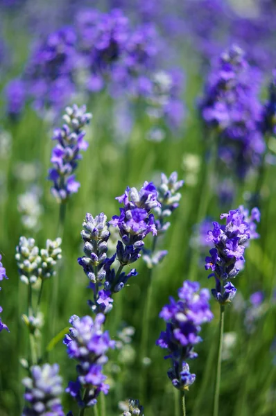 Flores de lavanda —  Fotos de Stock