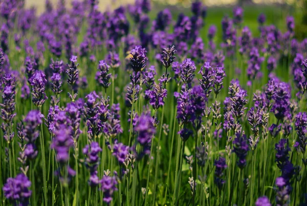 Flores de lavanda — Foto de Stock