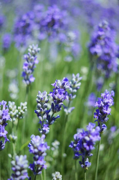 Flores de lavanda — Foto de Stock