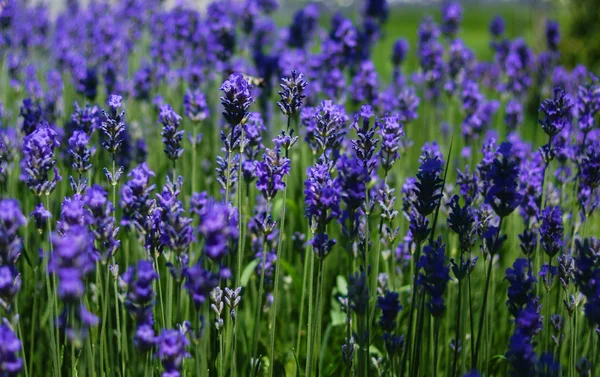 Flores de lavanda — Foto de Stock