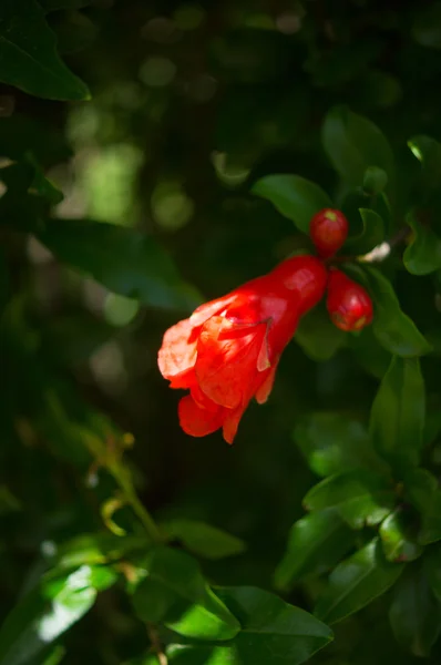 Flor de romã — Fotografia de Stock