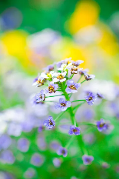 Lantana — Stock Photo, Image