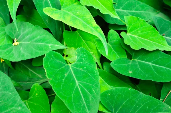 Foglie verde brillante — Foto Stock