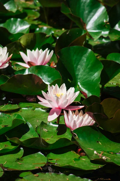 Lirio de agua —  Fotos de Stock