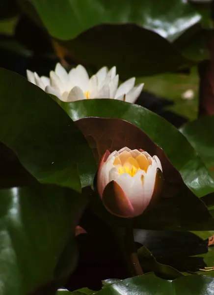 水中百合 — 图库照片