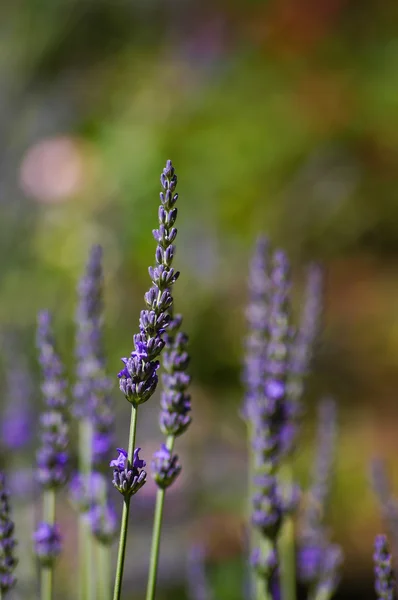 ラベンダーの開花植物の分野 — ストック写真