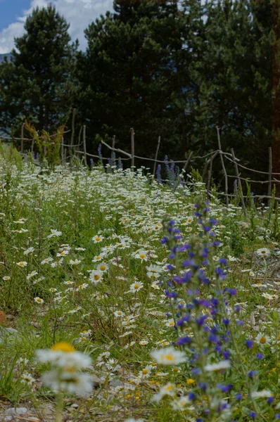 Daisy flowers in a field — Stock Photo, Image