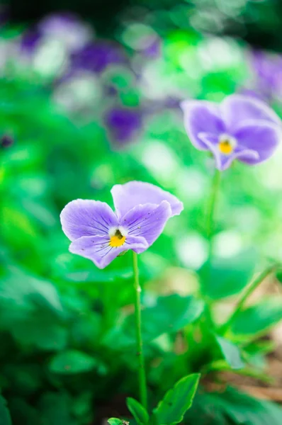 Trikolorní violy nebo maceška — Stock fotografie
