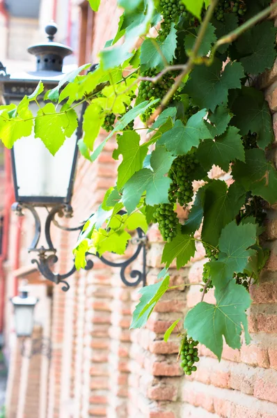 Groene druif in oude tbilisi — Stockfoto