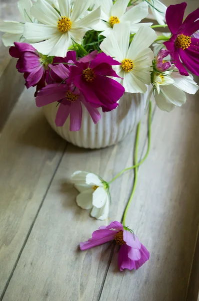 Цветок Coreopsis в интерьере — стоковое фото