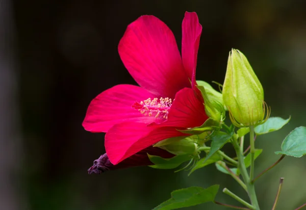 Flor de hibisco rojo — Foto de Stock