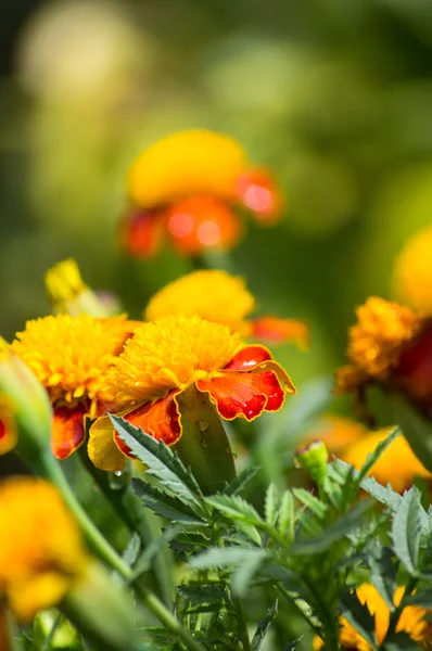 Yellow marigold flowers — Stock Photo, Image