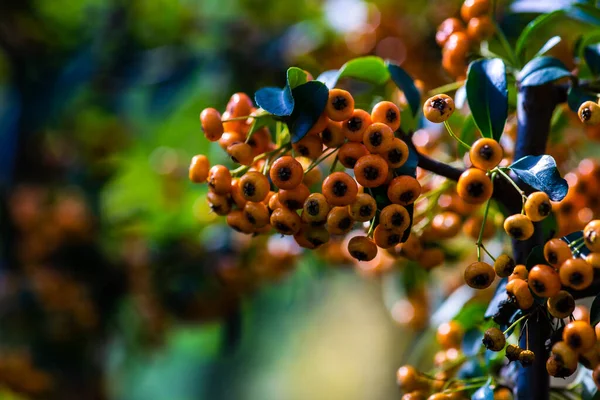 Jasnoczerwone Pomarańczowe Jagody Pyracantha Lub Krzewu Rokitnika Jesiennym Ogrodzie — Zdjęcie stockowe