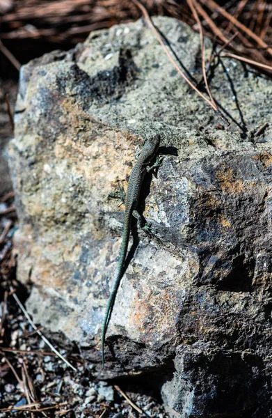 阳光明媚的日子里 蜥蜴爬行动物在石头上飞舞 — 图库照片
