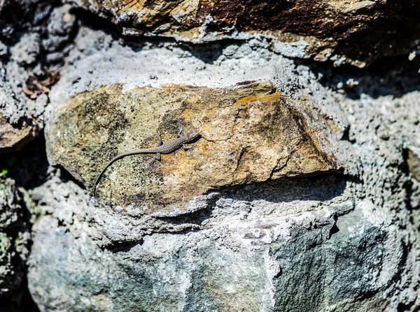 Laisser Reptile Lézard Sur Pierre Dans Journée Ensoleillée — Photo