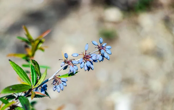 Detailní Záběr Podzimních Plodů Keře Barberry Parku — Stock fotografie