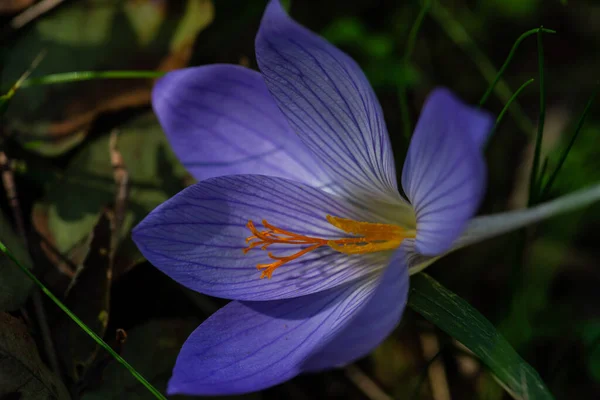 Őszi Virágok Colchicum Ősz Közismert Nevén Őszi Crocus Rét Sáfrány — Stock Fotó