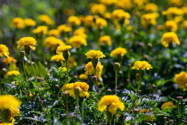 Bright Marigold Flowers Autumnal Garden Natural Background — Stock Photo, Image
