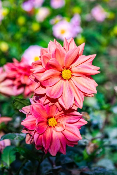 Tall Gold Burgundy Coreopsis Tinctoria Wildflowers Tall Gold Burgundy Coreopsis — Stock Photo, Image