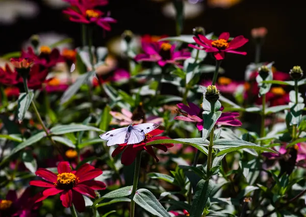 Piękny Motyl Kwiatku Wczesnym Jesiennym Ogrodzie — Zdjęcie stockowe